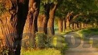 麻豆av在线免费播-探索麻豆AV在线免费播放的合法性和伦理边界