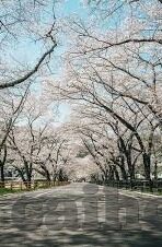日韩av视频在线-日韩AV视频在线，文化、法律与个人选择的边界
